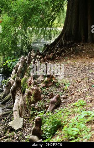 Racines aériennes de Taxodium distichum, le cyprès du marais. Banque D'Images