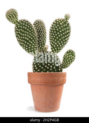 Lapin oreilles cactus dans vase isolé sur blanc Banque D'Images