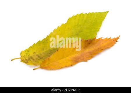 Feuilles de châtaigne séchées isolées sur fond blanc Banque D'Images