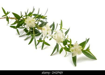 Branche de myrte commune avec fleurs isolées sur blanc Banque D'Images