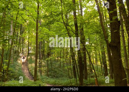 Sentiers de randonnée dans la forêt du comté de Holmes, Ohio, États-Unis Banque D'Images