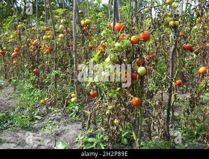 Les plantations de tomates tombent malades à la tombée de la nuit.Phytophthora infestans est un oomycète qui cause la maladie grave des tomates connue sous le nom de feu tardif ou po Banque D'Images