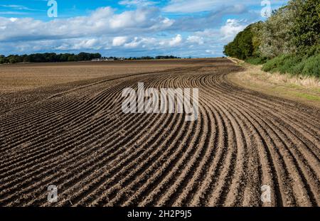 Labourage de lignes régulières de sillons incurvés ou de crêtes dans le sol dans le champ de culture le jour ensoleillé, East Lothian, Écosse, Royaume-Uni Banque D'Images
