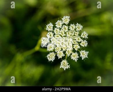 Gros plan de la plante à fleurs (Aepopodium podagraria) qui pousse dans un champ de culture, Écosse, Royaume-Uni Banque D'Images