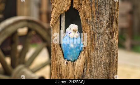 buccin bleu et blanc dans une cavité d'arbre. gros plan de l'oiseau Banque D'Images