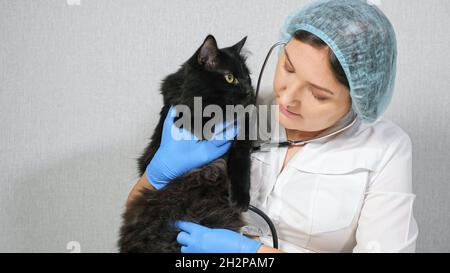 femme vétérinaire écoute avec un phonendoscope à un beau chat noir Banque D'Images