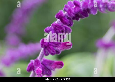 Salvia Leucantha Midnight gros plan des boutons de fleurs semblent comme si fait de velours Banque D'Images