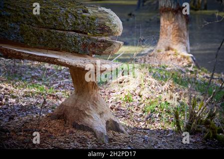 Castor travaille sur l'arbre à Ammerndorf, Allemagne (Castor fibre) Banque D'Images
