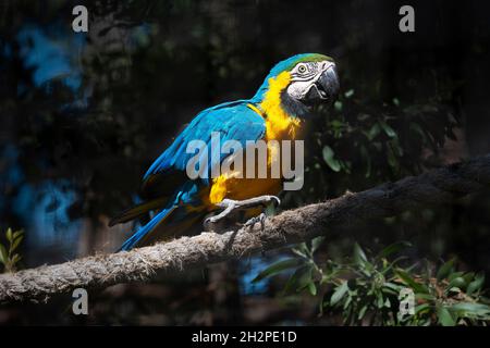 Perroquet de macaw bleu et jaune également connu sous le nom de macaw bleu et or (Ara ararauna) marchant sur une corde.Arrière-plan sombre. Banque D'Images