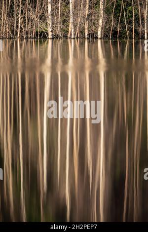 Arbres se reflétant sur le lac Banque D'Images
