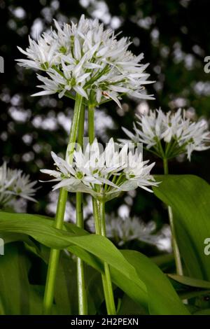 Ail sauvage en fleur sur fond sombre Banque D'Images