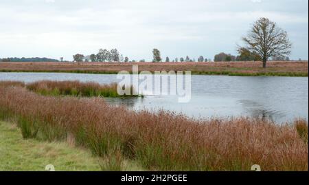 Le Parc naturel international Bourtanger Moor-Bargerveen est une réserve naturelle transfrontalière située à l'ouest de l'Allemagne et au nord-est des pays-Bas Banque D'Images