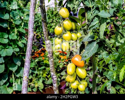 Tomate « Crimson Plum » Solanum lycopersicum L. mûrissant sur la vigne Une prune de style « Roma » riche et profonde saveur.La prune cramoisi moissonnera à partir de juillet Banque D'Images