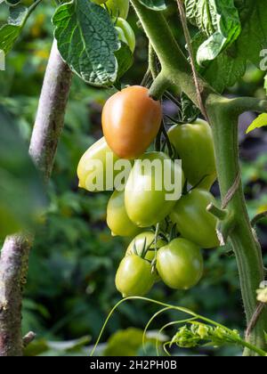 Tomate « Crimson Plum » Solanum lycopersicum L. mûrissant sur la vigne Une prune de style « Roma » riche et profonde saveur.La prune cramoisi moissonnera à partir de juillet Banque D'Images