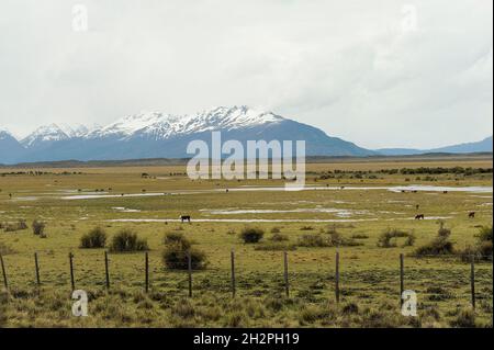 Steppe humide à El Calafate - Patagonie. Banque D'Images