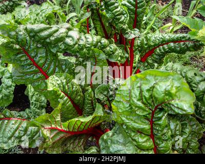 VERGER DE RHUBARBE Beta vulgaris subsp. Cicla var. Flavescens 'Rhubarb Chard' dans l'allotissement de jardin de cuisine Banque D'Images