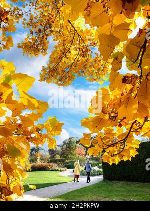 AUTOMNE Wisley Gardens Surrey fabuleux couleurs d'automne avec deux dames se promenant dans des jardins ouverts ensoleillés Surrey Royaume-Uni Banque D'Images