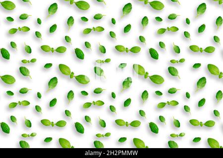 Feuilles de basilic vert frais isolées sur fond blanc.Vue de dessus.Pose à plat. Banque D'Images