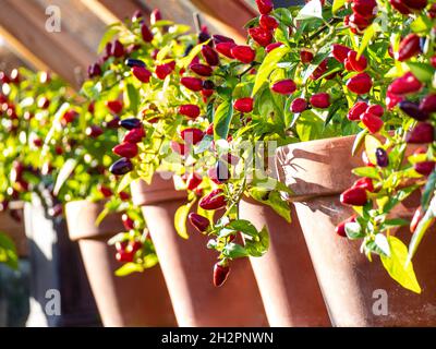 Piment 'Loco' chilis terre cuite en pot dans un jardin ensoleillé de serre en bois F1 hybride Capsicum annuum Chili Pepper dans l'arbre de la lumière du soleil Banque D'Images