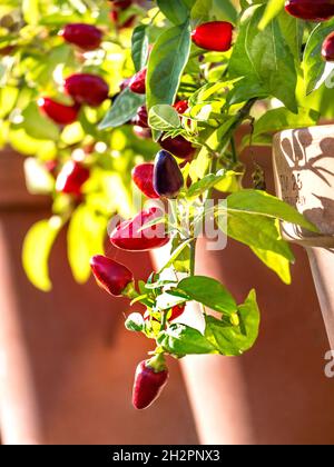 Piment 'Loco' Chilis terre cuite en pot dans la serre lumineuse ensoleillée F1 hybride Capsicum annuum Chili Pepper. Banque D'Images