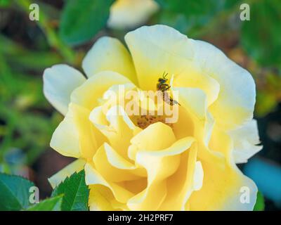 Abeille venant butiner une Interictira glorieux 'Rosa' rose jaune en pleine floraison dans un jardin riche de nectar de la faune Banque D'Images