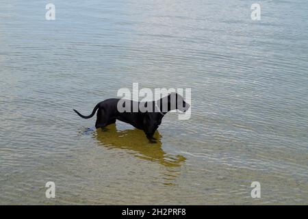 Un adorable Mâtin noir jouant dans le village bavarois de Schondorf dans le lac d'Ammersee (Allemagne) Banque D'Images