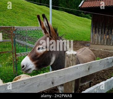 Un âne mignon et moelleux reposant sur un pré vert à Pfronten, Bavière, Allemagne Banque D'Images