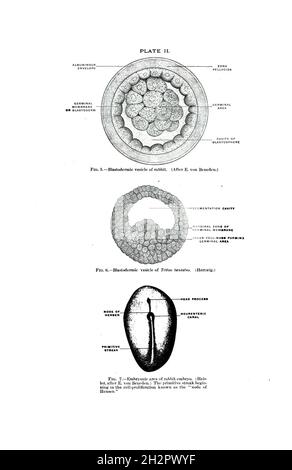 Vésicules blastodermiques d'un lapin et Triton taeniatus, surface embryonnaire d'un embryon de lapin Banque D'Images