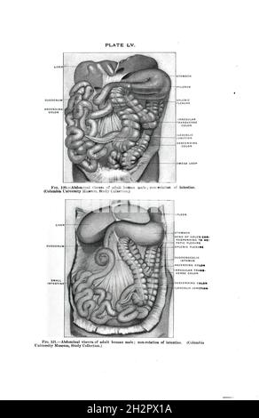 Viscères abdominales de l'homme humain adulte ; livre d'anatomie vintage Banque D'Images