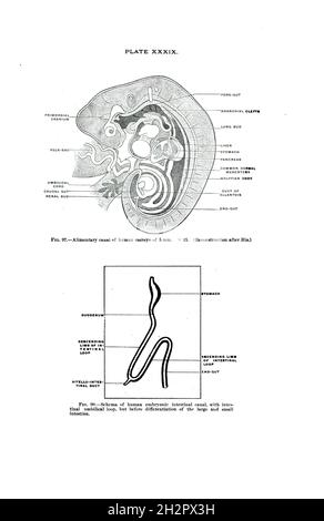 Livre d'anatomie vintage Banque D'Images