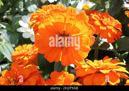 Plantes de marigold orange vif sous le soleil d'été Banque D'Images