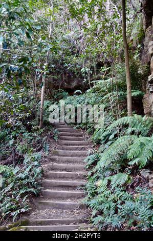 Plan vertical d'un escalier depuis la piscine de Siloam à Leura, dans les Blue Mountains d'Australie Banque D'Images