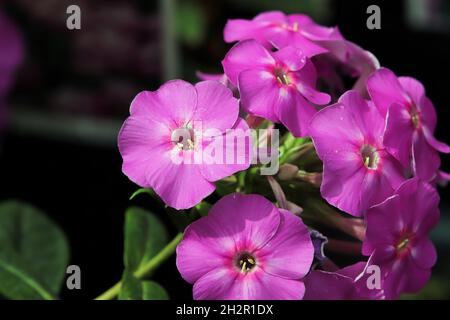 Un groupe de fleurs de phlox rose en fleur Banque D'Images