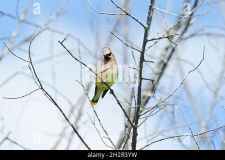 Un oiseau à ailes de cèdre perché sur une branche d'un arbre mort.Québec, Canada Banque D'Images