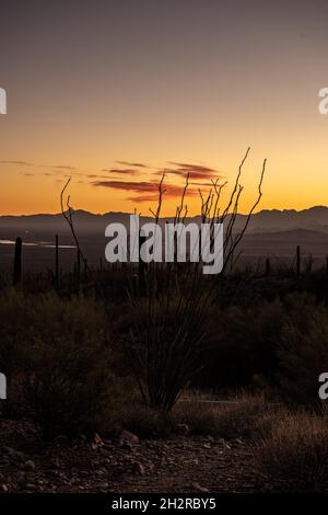 Pink Cloud tient la dernière lumière sur un Cactus Ocatillo dans le parc national de Saguaro Banque D'Images