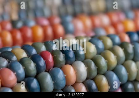 Photo macro de épis de maïs en verre avec pierres précieuses Zea Mays aux grains de couleur arc-en-ciel, cultivés sur une allotissement à Londres au Royaume-Uni. Banque D'Images