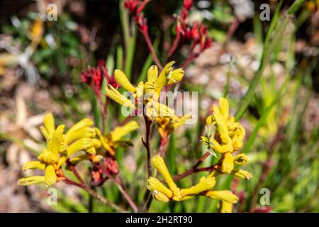 Haemodoraceae, plante de paw de kangourou en fleur. La plante est originaire de l'Australie occidentale, photographiée dans un jardin de Sydney, Nouvelle-Galles du Sud, Australie Banque D'Images