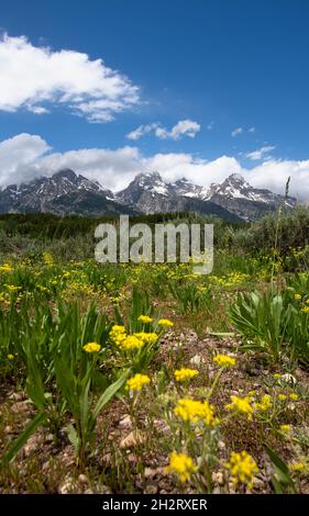 Un cliché vertical du terrain de pissenlits dans le parc national de Grand Teton, Wyoming, aux États-Unis Banque D'Images