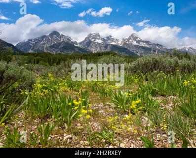 Paysage de terrain de pissenlits dans le parc national de Grand Teton, Wyoming, aux États-Unis Banque D'Images