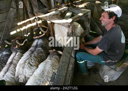 FRANCE, PYRÉNÉES ATLANTIQUES (64), PAYS BASQUE, GREGORY LAUGA, BERGER D'AHUSKY LAITERA SON TROUPEAU DE MOUTONS À TÊTE NOIRE Banque D'Images