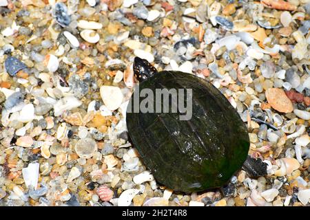 tortue cachée dans la nature Banque D'Images