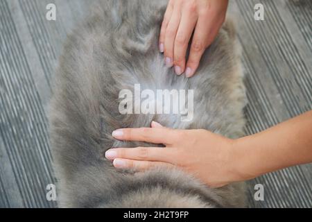 Mains de femme à la recherche de puces de chat. Santé et soins au sujet des animaux domestiques. Banque D'Images