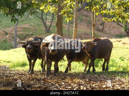 groupe de buffles d'eau dans le zoo Banque D'Images