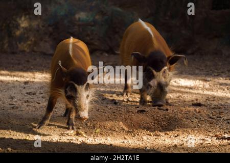 porc de rivière rouge dans le zoo Banque D'Images