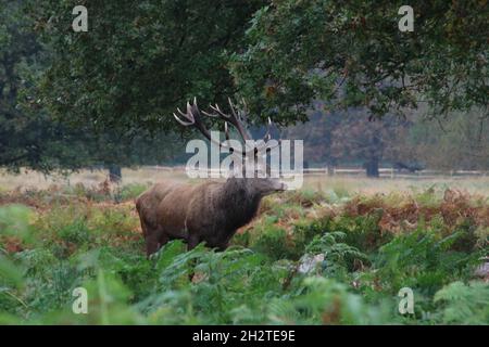 Cerf majestueux avec des bois debout en automne saumâtre pendant la saison de rutting Banque D'Images