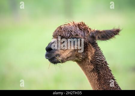 Gros plan portrait tête d'un Alpaca, Lama pacos une espèce de camélidés sud-américains. Banque D'Images