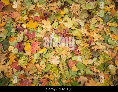 Texture de feuillage colorée d'automne.Différentes feuilles de couleur sont tombées sur le sol, motif de la saison d'automne.En octobre Banque D'Images