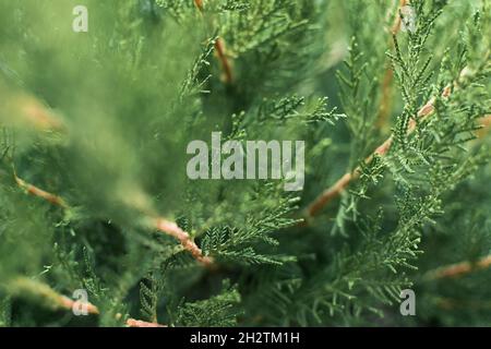 Fond vert Juniper.La texture des branches de genièvre pour un châssis complet.Aiguilles de fond naturelles pour l'hiver pour le design.Flou sélectif, flou, Banque D'Images