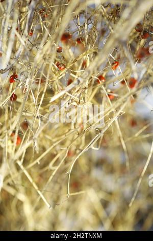 fleurs de carottes sauvages séchées avec de l'herbe séchée et des épillets beiges sur fond flou Banque D'Images