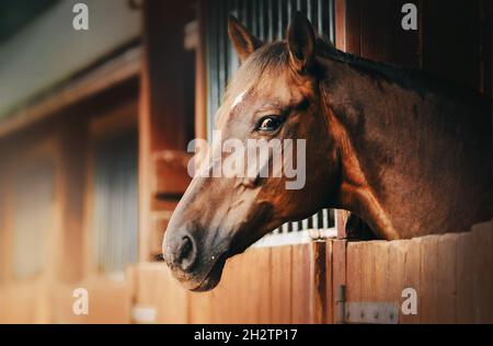 Portrait d'un beau cheval de baie debout dans une cabine en bois dans une écurie sur une ferme.Agriculture et élevage.La vie équestre. Banque D'Images